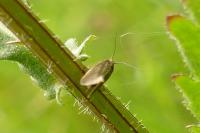 Glyphipterix fuscoviridella