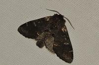 Notodonta dromedarius