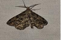 Peribatodes rhomboidaria