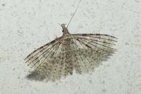 Alucita hexadactyla