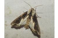 Egira conspicillaris