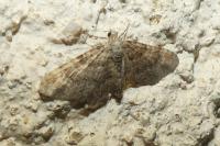 Gymnoscelis rufifasciata