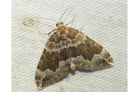 Lampropteryx suffumata