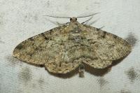 Peribatodes rhomboidaria