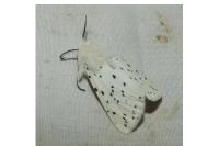 Spilosoma lubricipeda