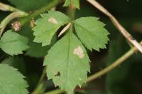 Coleophora gryphipennella