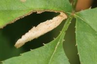 Coleophora gryphipennella