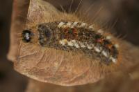 Euproctis chrysorrhoea