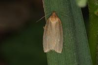 Clepsis unicolorana