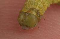 Agriopis leucophaearia