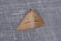 Petrophora chlorosata