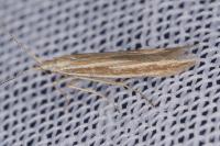 Coleophora albicosta