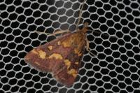 Pyrausta purpuralis