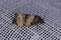 Cochylis atricapitana