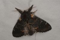 Notodonta dromedarius