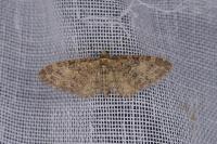 Eupithecia abbreviata