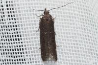 Neofaculta ericetella