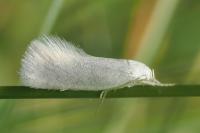 Elachista argentella