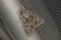 Acronicta psi/tridens