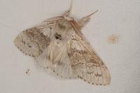 Calliteara pudibunda