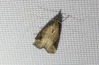 Schrankia costaestrigalis