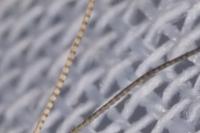 Nematopogon adansoniella