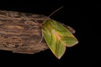 Pseudoips prasinanus