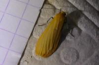 Wittia sororcula