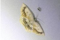 Cyclophora annularia