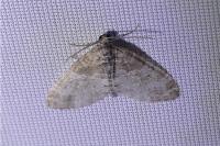 Lobophora halterata