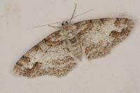 Paradarisa consonaria