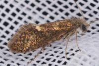 Dyseriocrania subpurpurella