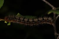 Lasiocampa quercus