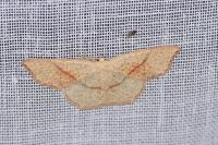 Cyclophora punctaria