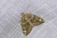 Chloroclysta siterata