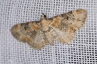 Eupithecia pulchellata