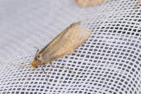 Nematopogon adansoniella