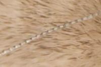 Nematopogon adansoniella