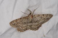 Hypomecis punctinalis