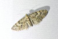 Eupithecia dodoneata