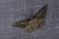 Cleorodes lichenaria