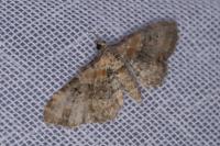 Eupithecia pulchellata