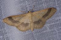 Idaea aversata