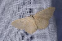 Idaea straminata