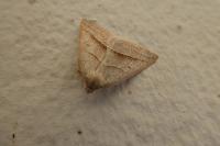 Petrophora chlorosata