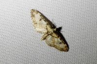 Eupithecia irriguata
