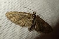 Eupithecia abbreviata