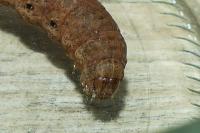 Noctua fimbriata