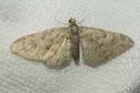 Eupithecia abbreviata