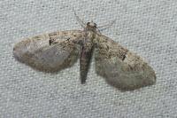 Eupithecia abbreviata